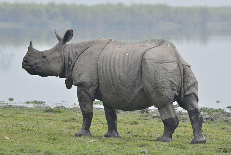 kaziranga tour packages, kaziranga travel packages, kaziranga tour package cost, guwahati shillong kaziranga tour packages, guwahati shillong kaziranga tour packages price, guwahati shillong cherrapunjee kaziranga tour packages, shillong kaziranga tour package, guwahati shillong kaziranga tour package cost, kaziranga tour packages from guwahati, tour packages kaziranga national park, kaziranga national park tour packages from guwahati, tour packages to kaziranga national park